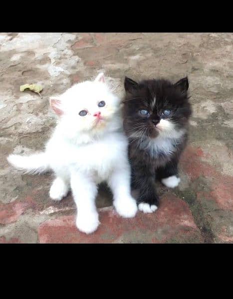 Cash On Delivery High Quality Persian Kittens or Persian Cat Babies 8