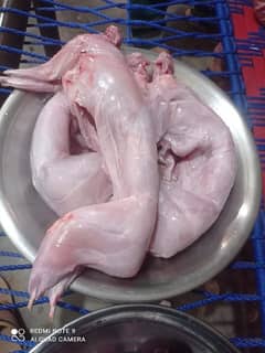 Rabbit meat 2000 rupees kg alive