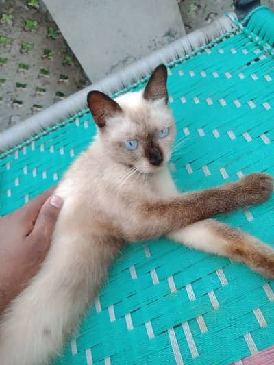 Persian cat@Siamese cat @ Cat@ blue eye cat@kitten@persiankitten 6