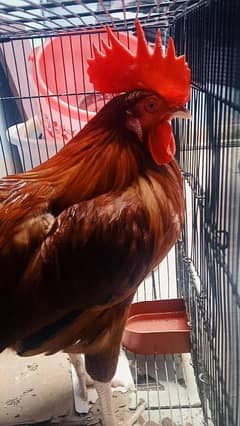 Aseel murga & murgi pair for sale. aseel in hens & aseel. aseel murga.