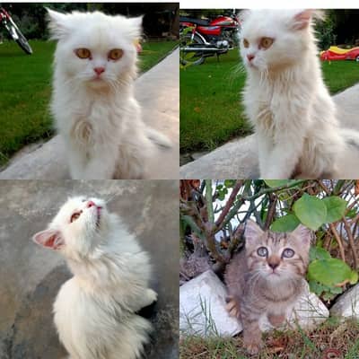 Persian cat kitten 0