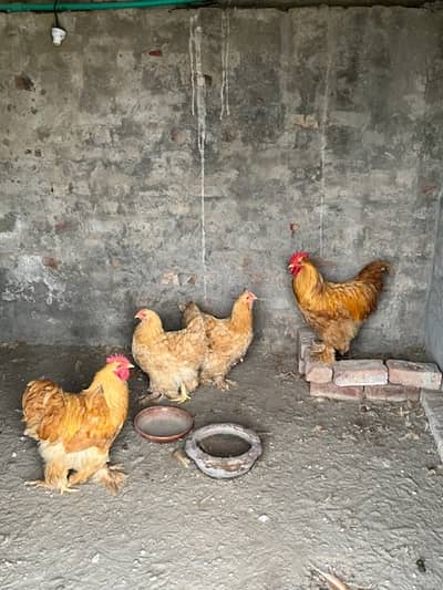 Pure Golden Buff Heavy Breed