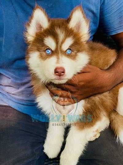 Siberian husky sale/ Dog for sale