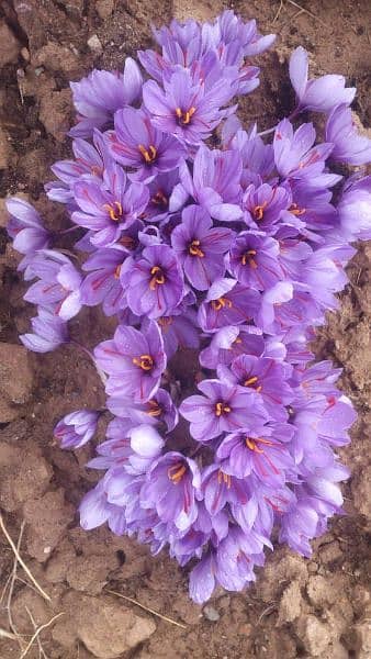 Zafran Seeds Bulbs