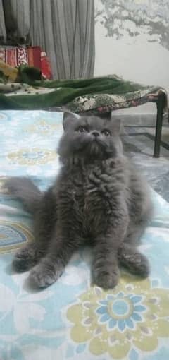 doll face persian cat olx