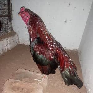 Rana Umair