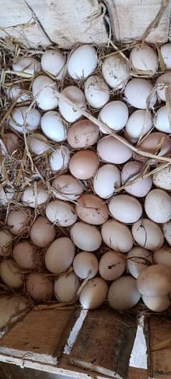 desi eggs pure desi eggs organic eggs peshwri desi andy