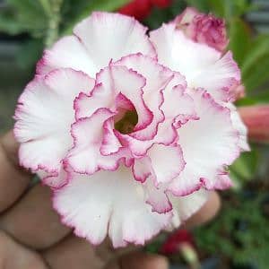 Pakistan Adenium Paradise 
