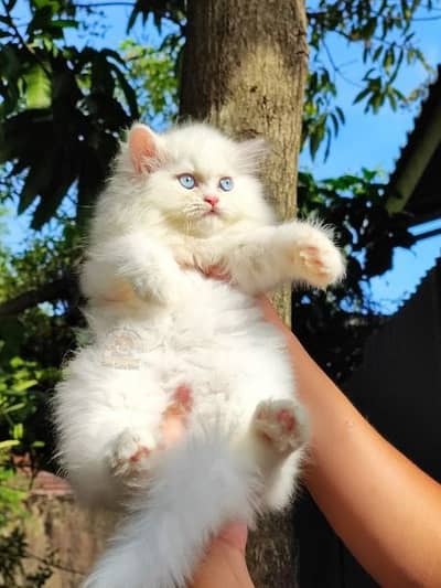 PERSIAN KITTENS AVAILABLE