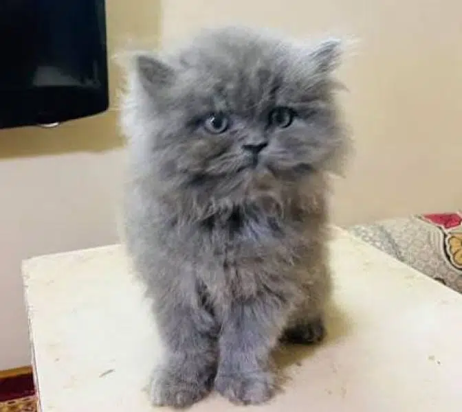 PERSIAN KITTENS AVAILABLE — photo 3