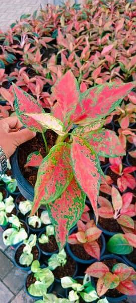 aglonema red lipstic plant