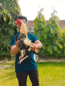 Gujjar