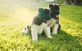 American akita puppy available