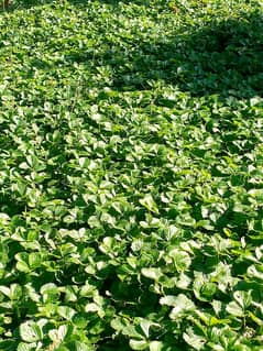 Strawberry plants