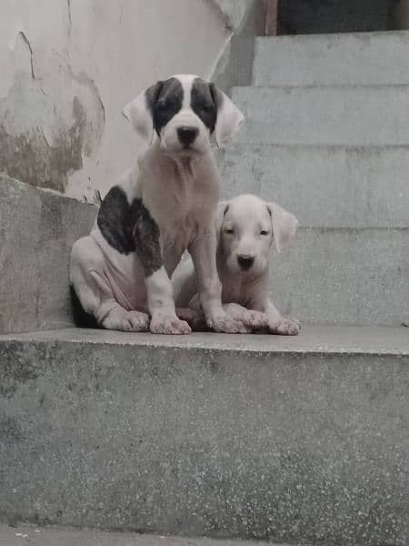high quality Pakistani bull dog or bully puppy available 2