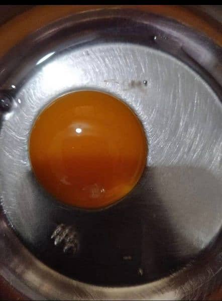 Desi Eggs 4