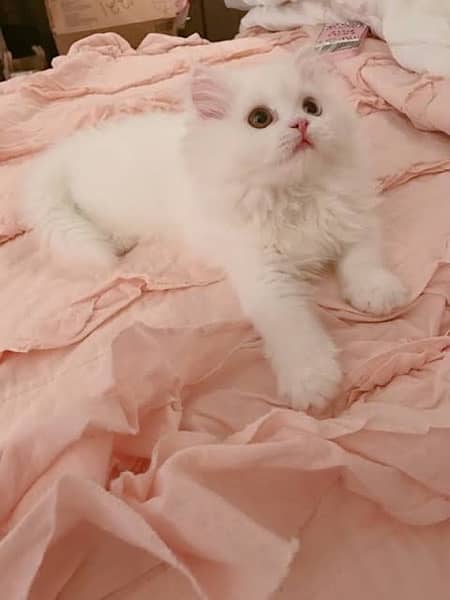 persian kittens with blue eyes white colour 1