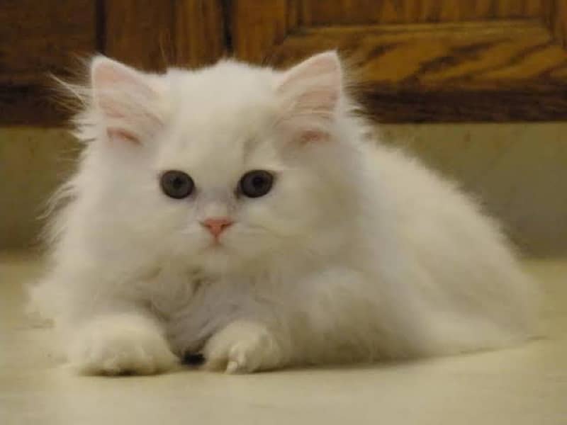 persian kittens with blue eyes white colour 2