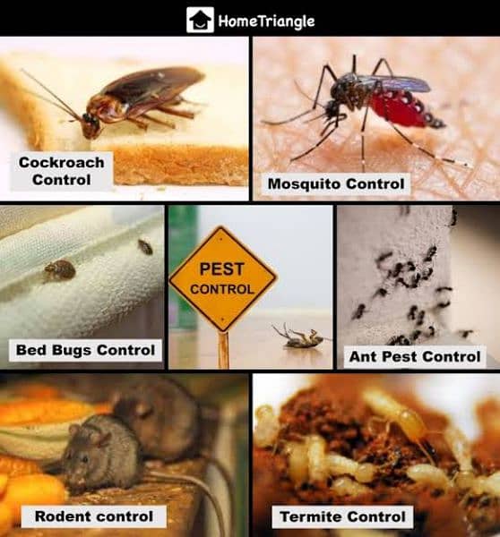 Pest Control Service Disinfection Services Termite Control Services 8