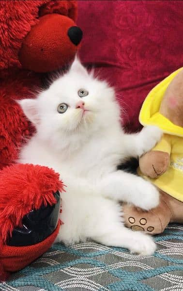 Cash On Delivery High Quality Persian Kittens or Persian Cat Babies 0