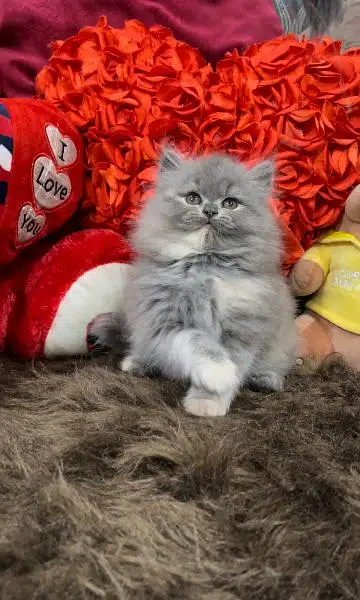 Cash On Delivery High Quality Persian Kittens or Persian Cat Babies — photo 2