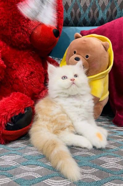 Cash On Delivery High Quality Persian Kittens or Persian Cat Babies 2