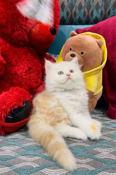 Cash On Delivery High Quality Persian Kittens or Persian Cat Babies — photo 3
