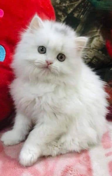 Cash On Delivery High Quality Persian Kittens or Persian Cat Babies 3
