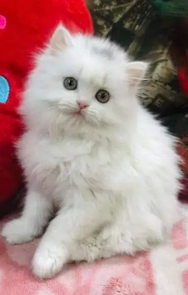 Cash On Delivery High Quality Persian Kittens or Persian Cat Babies — photo 4