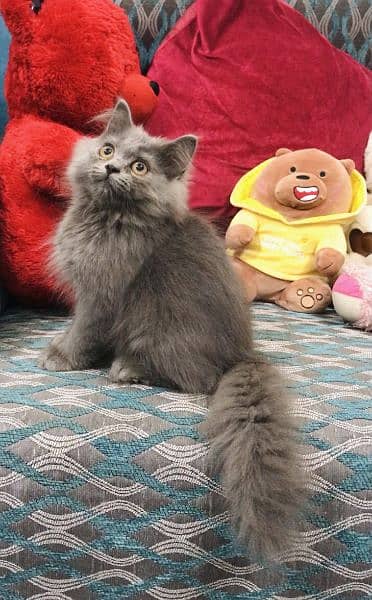 Cash On Delivery High Quality Persian Kittens or Persian Cat Babies 4