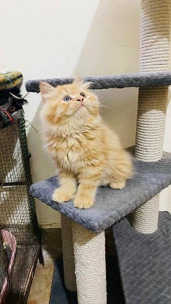 Cash On Delivery High Quality Persian Kittens or Persian Cat Babies 5