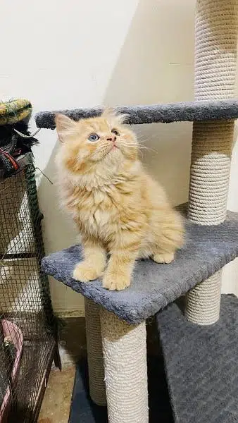 Cash On Delivery High Quality Persian Kittens or Persian Cat Babies — photo 6