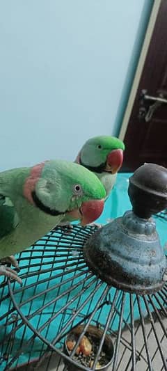 i want sale my female and male parrot