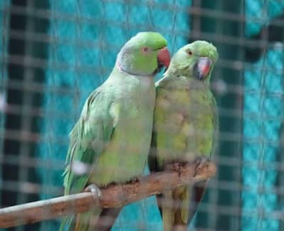 Green tota parrot pair - Birds - 1059611092