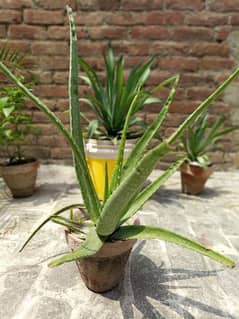 Fresh Aloe vera plant