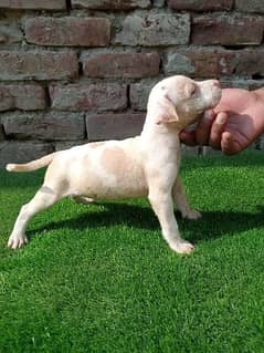 8 week old pitbull puppy size