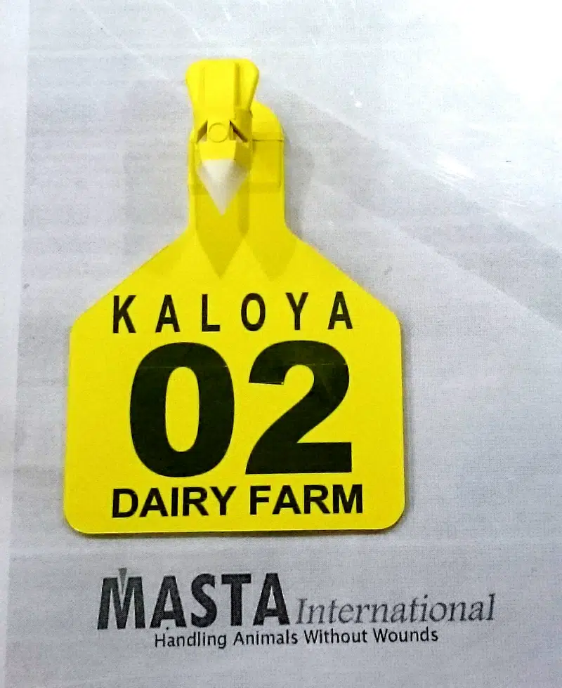 Cow Tag / Cattle Tag / Goat Tag / Ear Tag / Neck Tag / Tag for sale — photo 11
