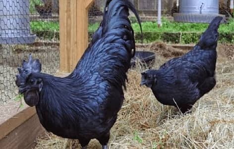 ayam cemani gray toung