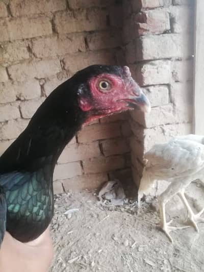 pure black aseel pathi - Hens & Aseel - 1059968260