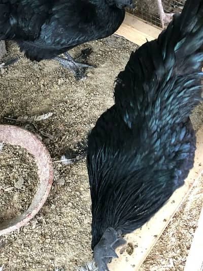 ayam cemani UK bloodline breaders