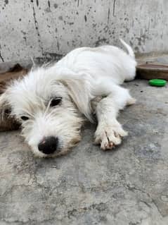 dog for sell