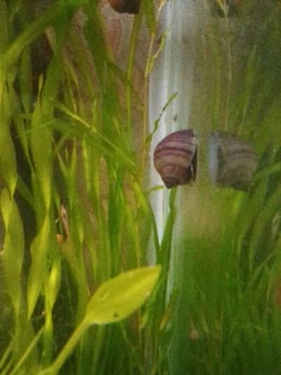 Exotic Apple Snails