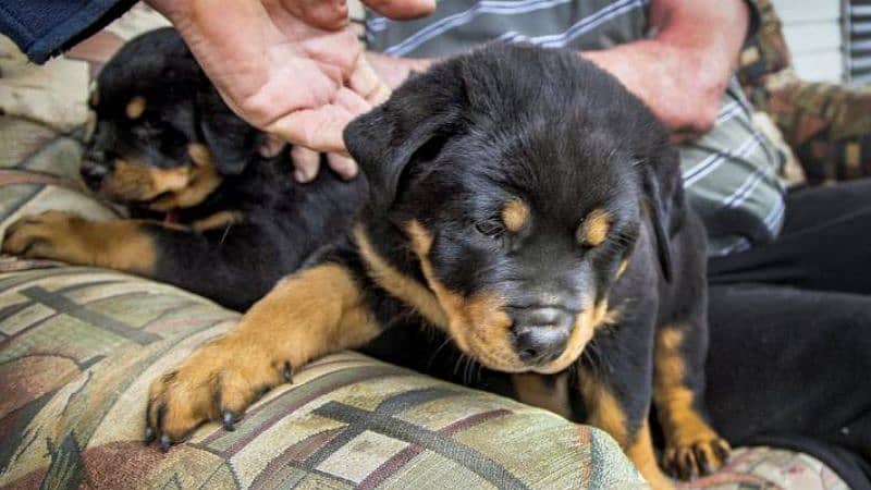 rottweiler puppies 2 months