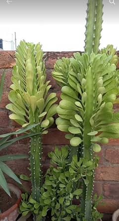 cactus bonsai for sale