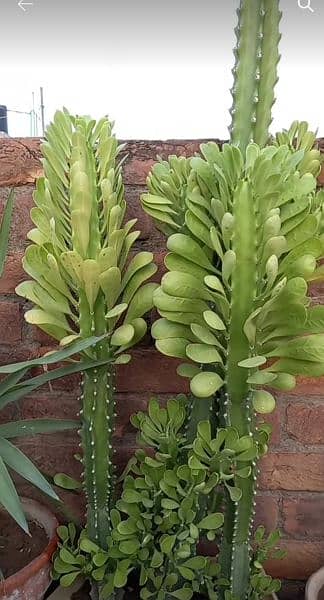 cactus bonsai for sale 0