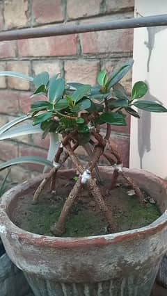 ficus