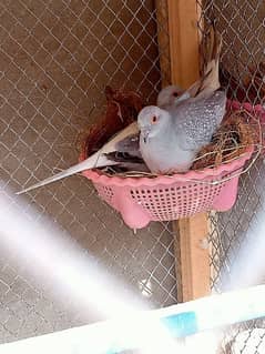 silver diamond breeder pair
