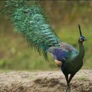 peacock