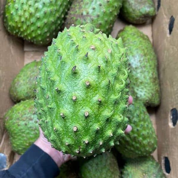 Soursop (Anti Cancer Fruit) 1