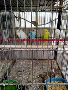 finches for sale in karachi